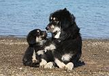 DOGUE DU TIBET 113